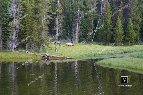 Yellowstone National Park, Bull Elk, Wildlife In Yellowstone