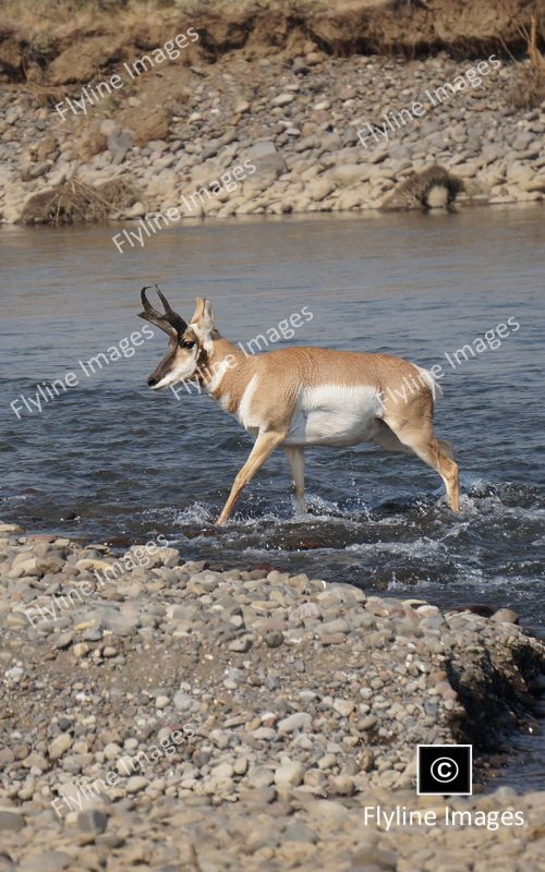 American Pronghorn, Antelope, Yellowstone National Park