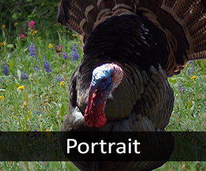 Turkeys V