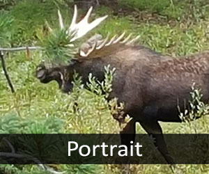 Moose V