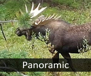 Moose P
