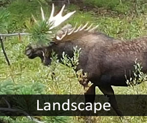 Moose