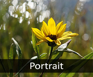 Wildflowers V