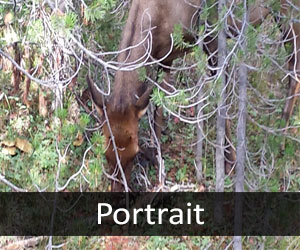 Elk V