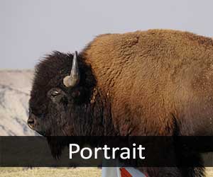 Buffalo V