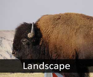 Buffalo