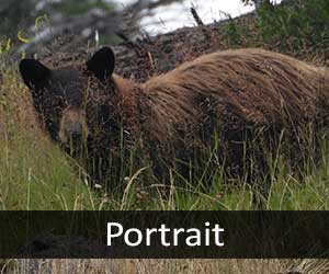 Black Bear V