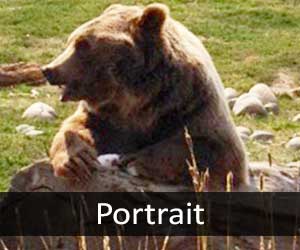 Bears V