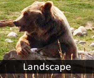 Bears