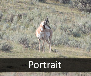 Antelope V