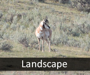 Antelope