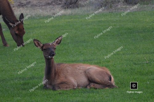 Baby Elk, Mammoth Hot Springs