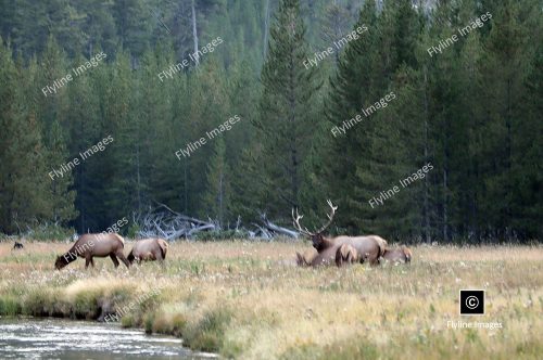 Yellowstone Elk Herd