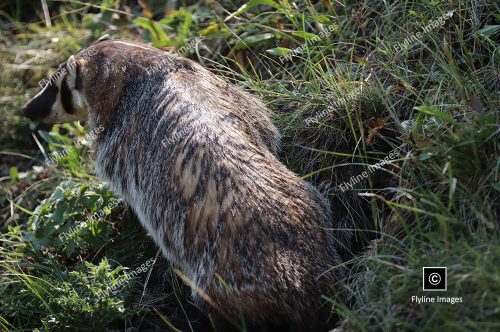 Honey Badger, Yellowstone National Park