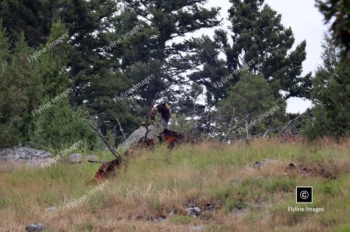Black Bears in Yellowstone