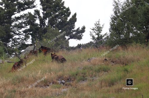 Black Bear, Yellowstone