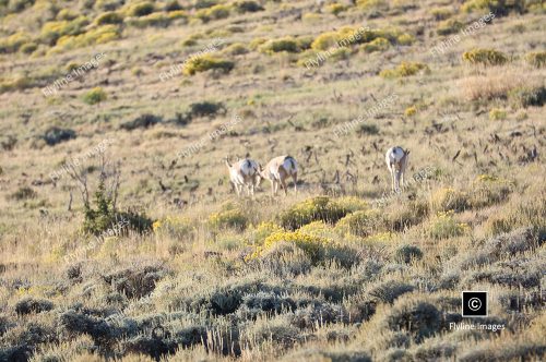 Utah Antelope