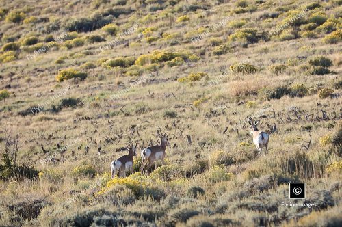 Utah Antelope