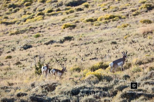 Antelope