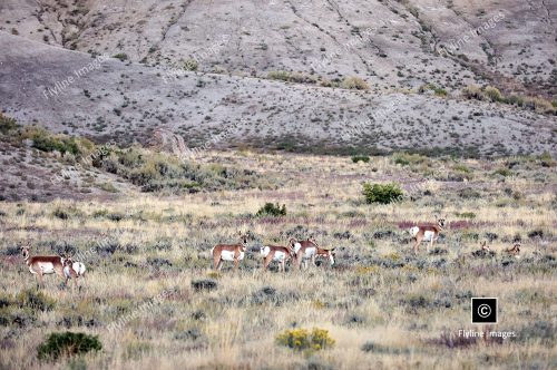 Antelope, Utah, Green River