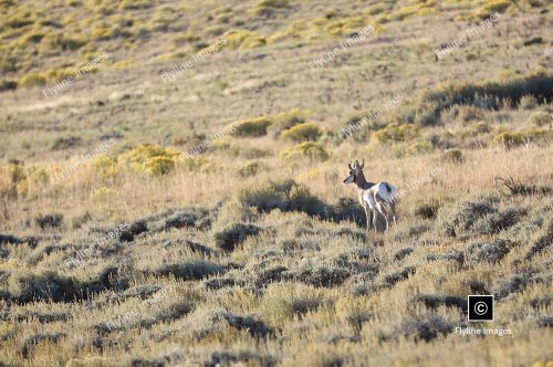 Antelope, Utah, Green River