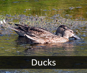 Ducks