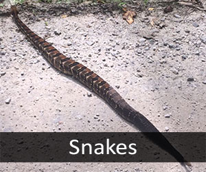 Snakes