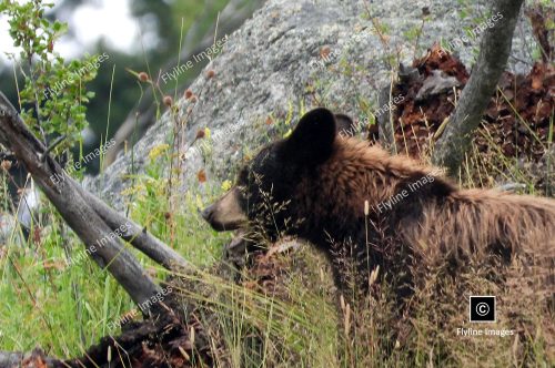 Black Bear, Slough Creek Area, Yellowstone National Park