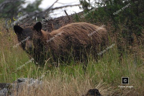 Black Bear, Slough Creek and Lamar Valley Area, Yellowstone National Park