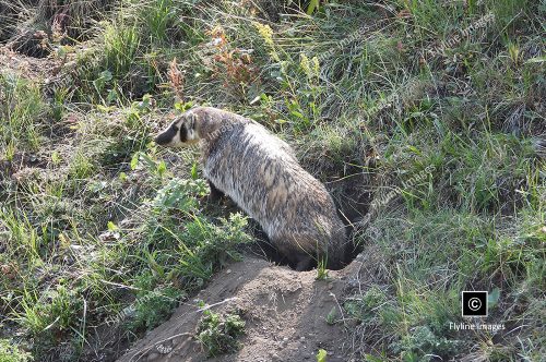 Honey Badger, Lamar Valley