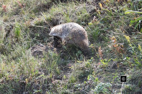 Honey Badger, Lamar Valley
