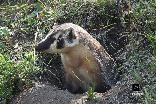 Honey Badger, Lamar Valley, Yellowstone National Park