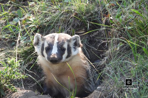 Honey Badger, Yellowstone National Park