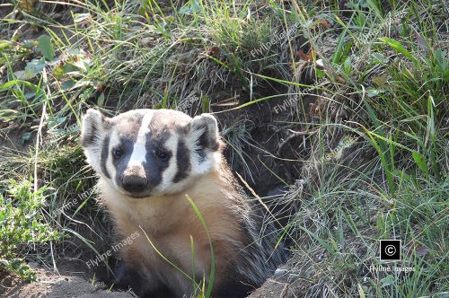 Honey Badger