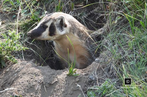 Honey Badger, Yellowstone National Park