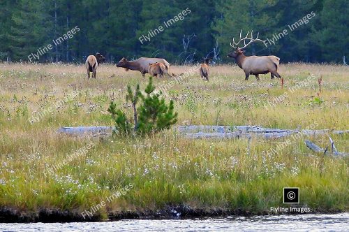 Bull Elk, Madison River, Elk Herd