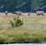 Bull Elk, Madison River, Elk Herd