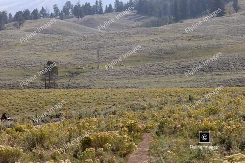 Lamar Valley Trail