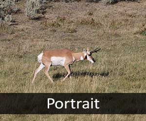 Wildlife Photos V