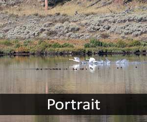 Swans V