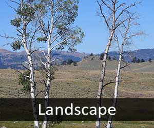 Scenic Vistas