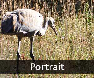 Sandhill Cranes V