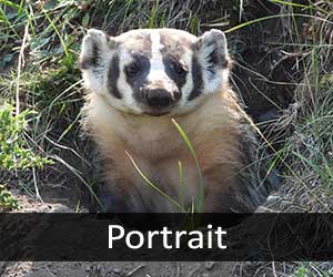 North American Badger V
