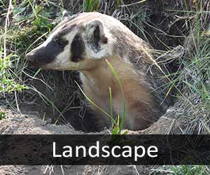 North American Badger