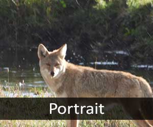 Coyotes V