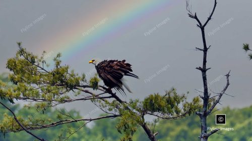 Eagle, Bald Eagle, Big Canoe, Lake Petit, Epic Eagle Photograph