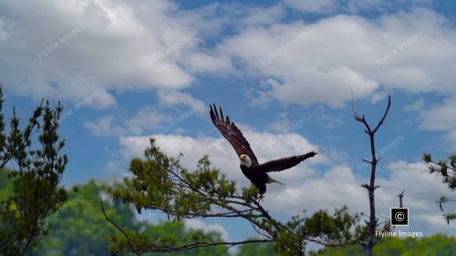 Bald Eagle, Big Canoe Georgia, Eagle, Epic Eagle Photo