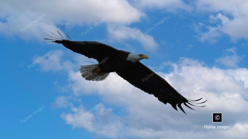 Bald Eagle, American Bald Eagle, Big Canoe, Bald Eagle In Flight