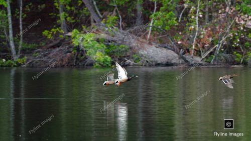 Mallard Ducks, Ducks, Big Canoe GA