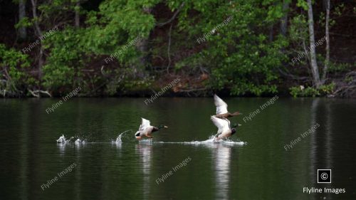 Ducks Taking Flight